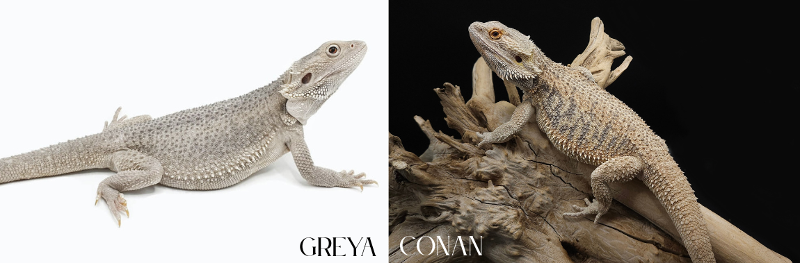 Greya x Conan
